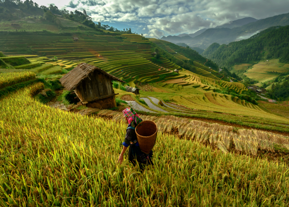 Diversification for Pension Funds - article - microfinance in focus